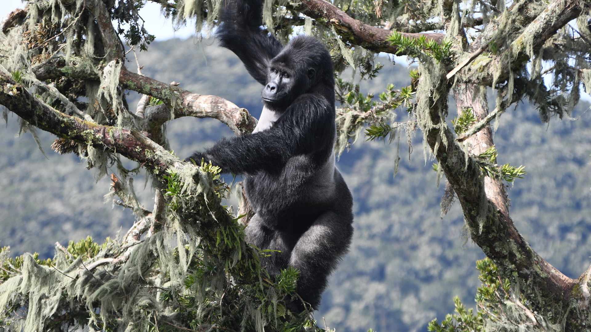 Gorilla climbing a moss-covered tree in a dense forest