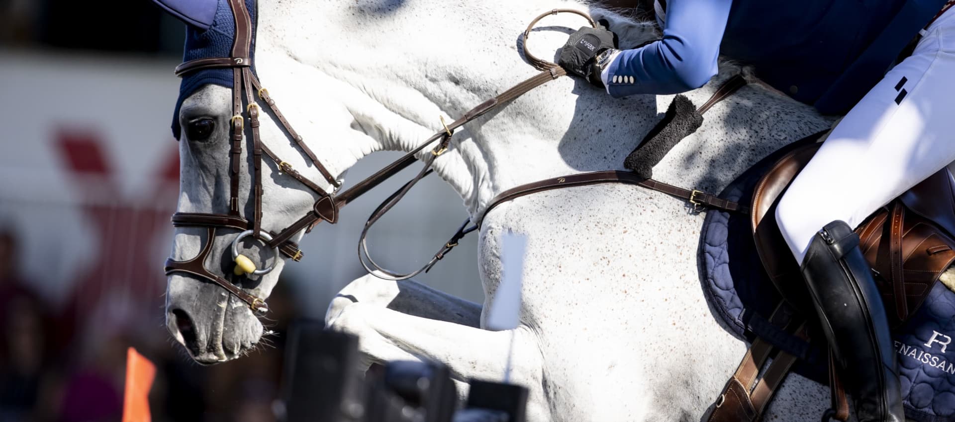 The horse