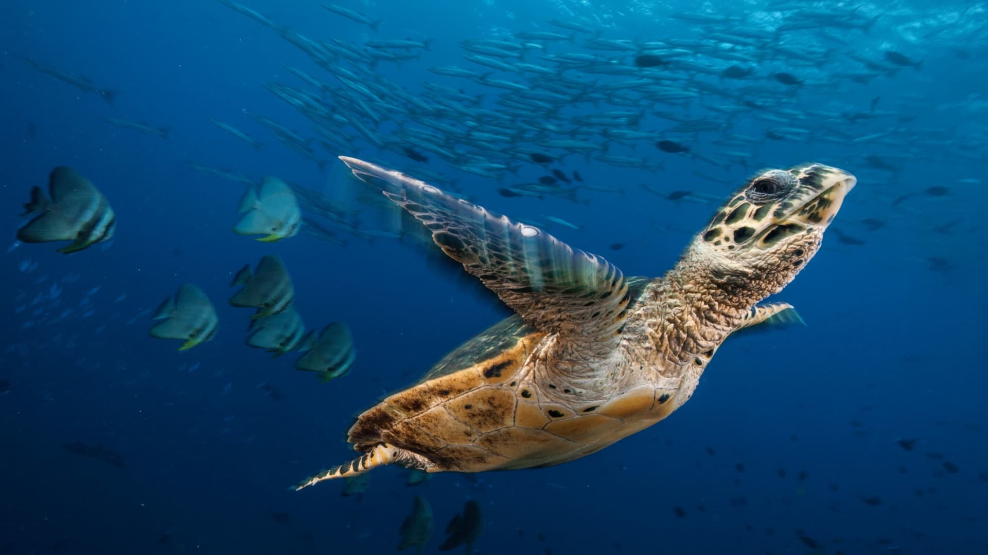 Tartaruga marinha