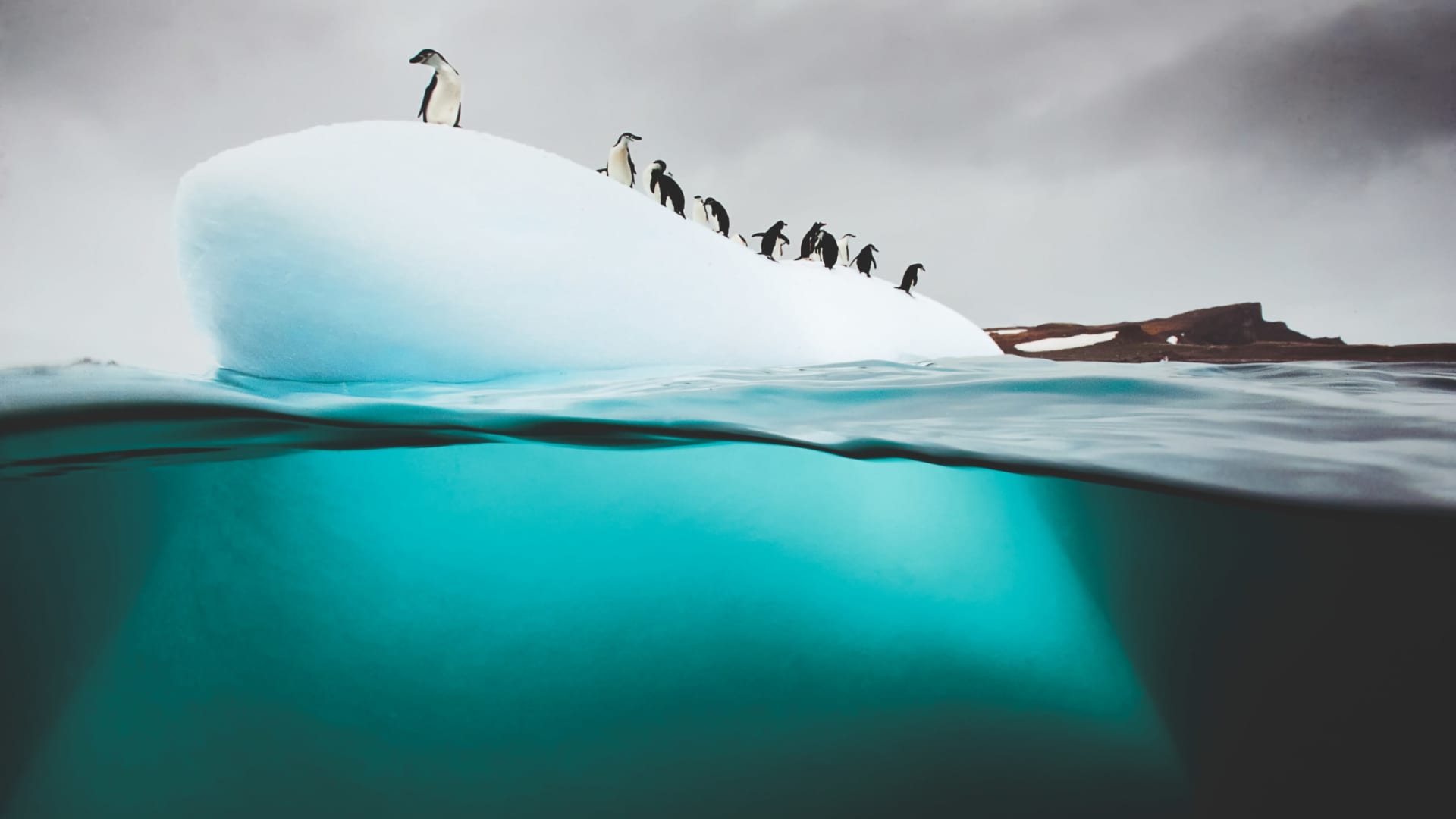 Pinguins