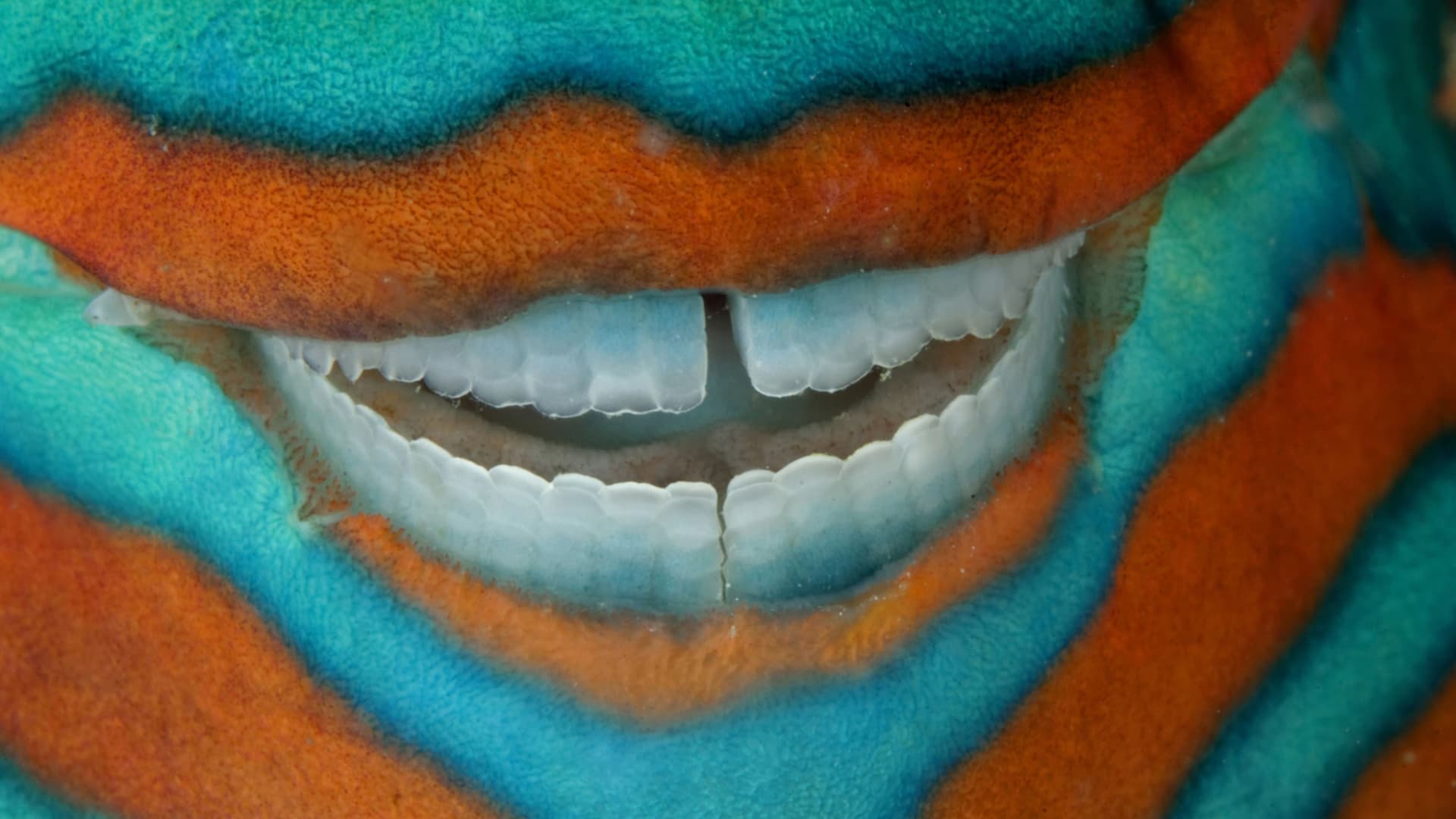 Peixe