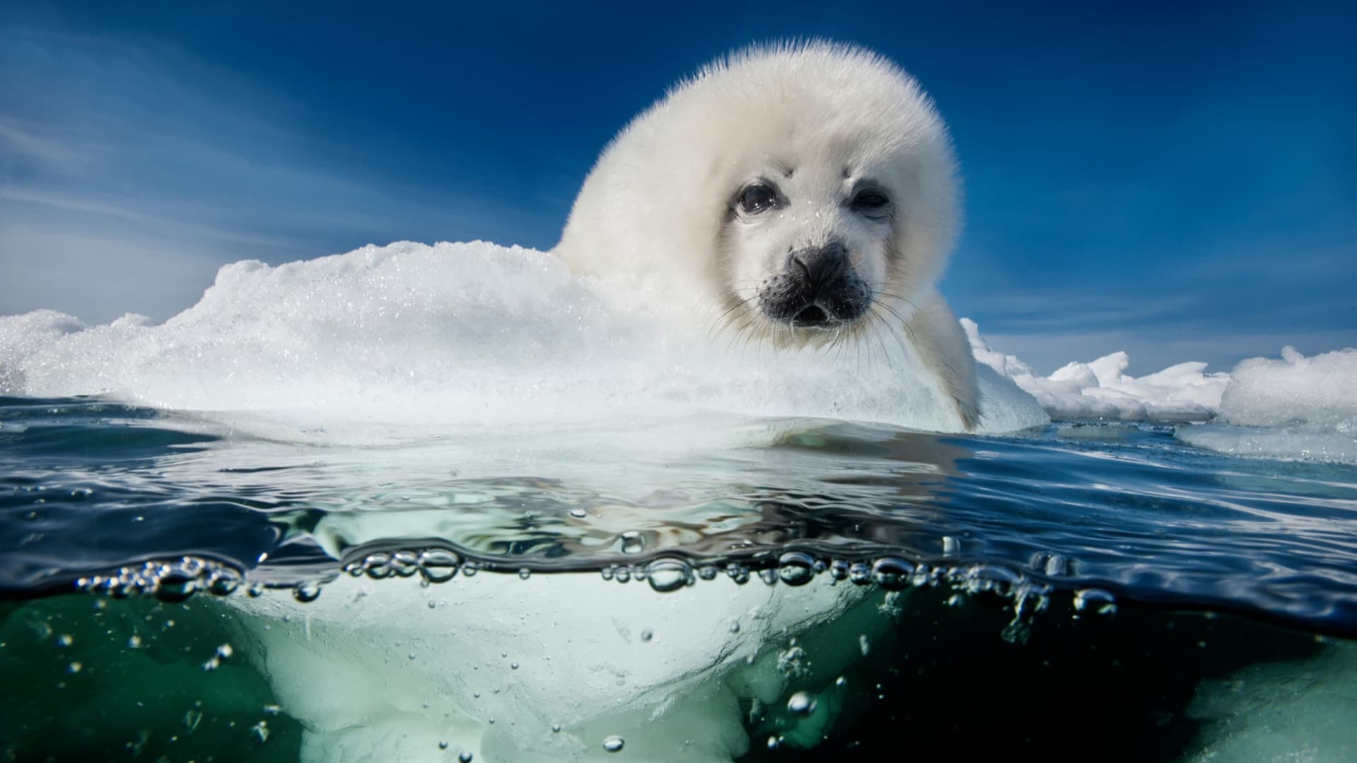 Filhote de foca