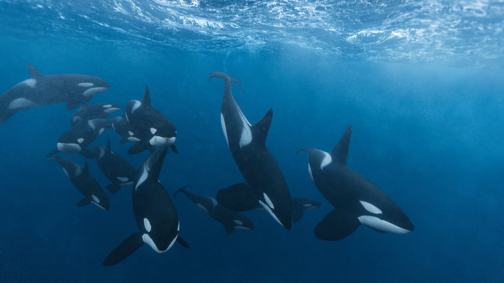 Orca