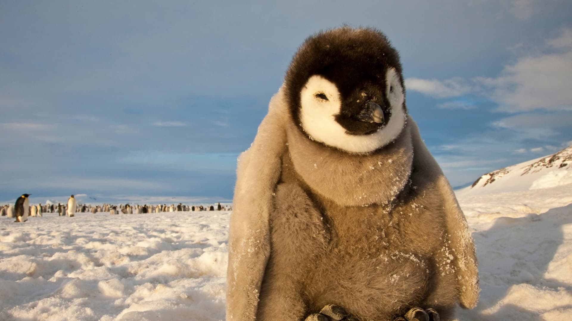 Filhote de pinguim