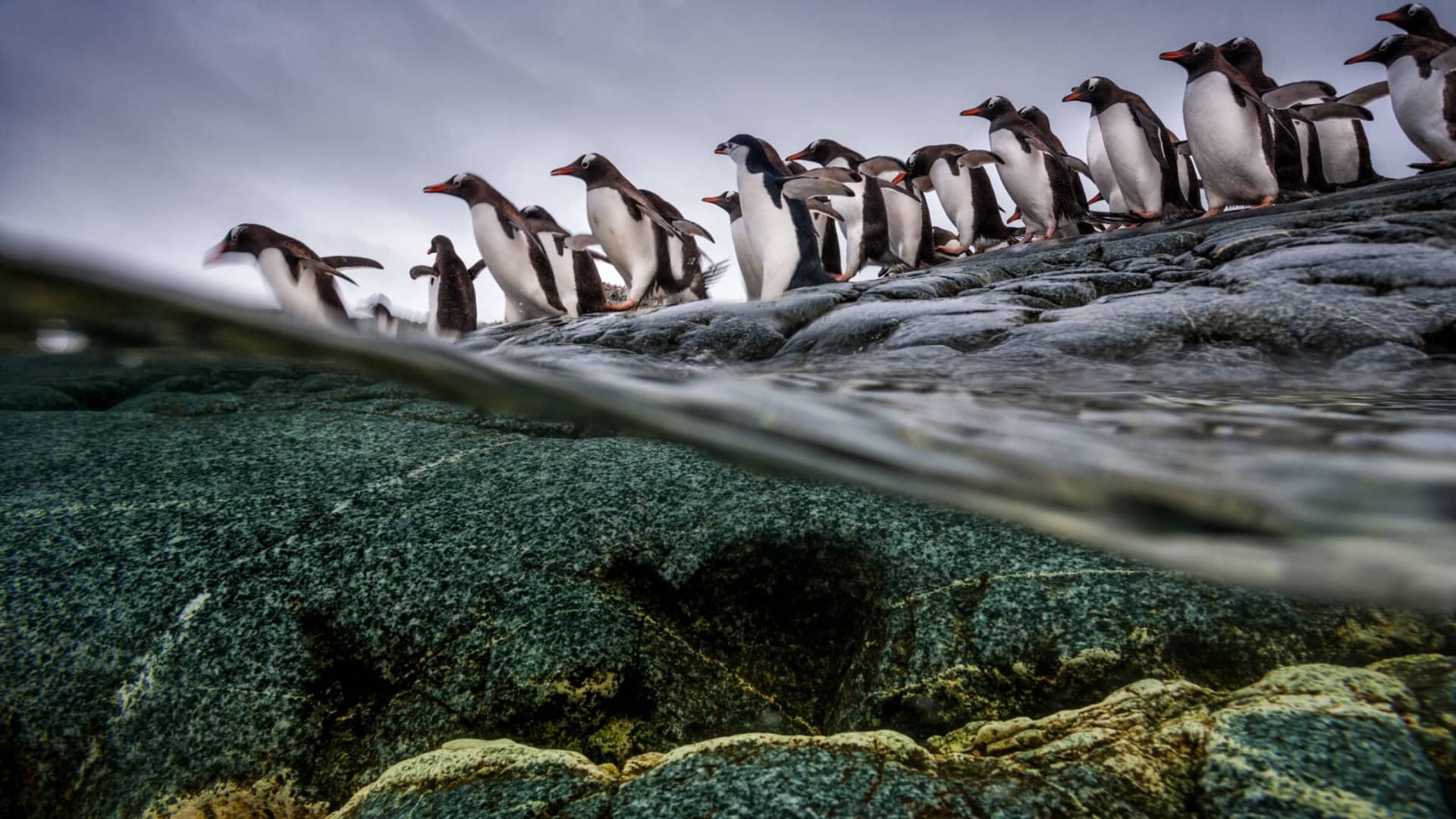 Pinguins