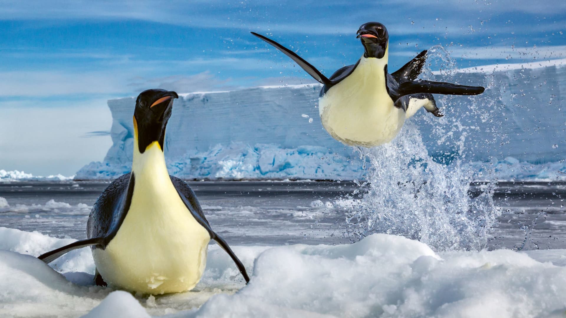Pinguim saltando