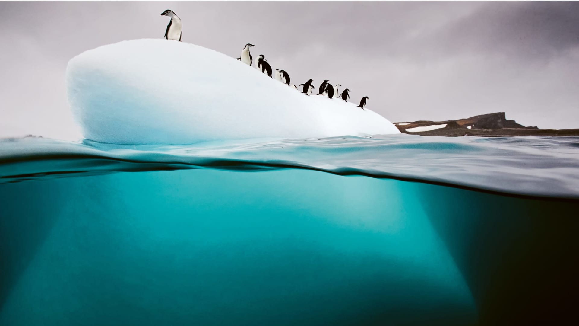 Penguins on ice