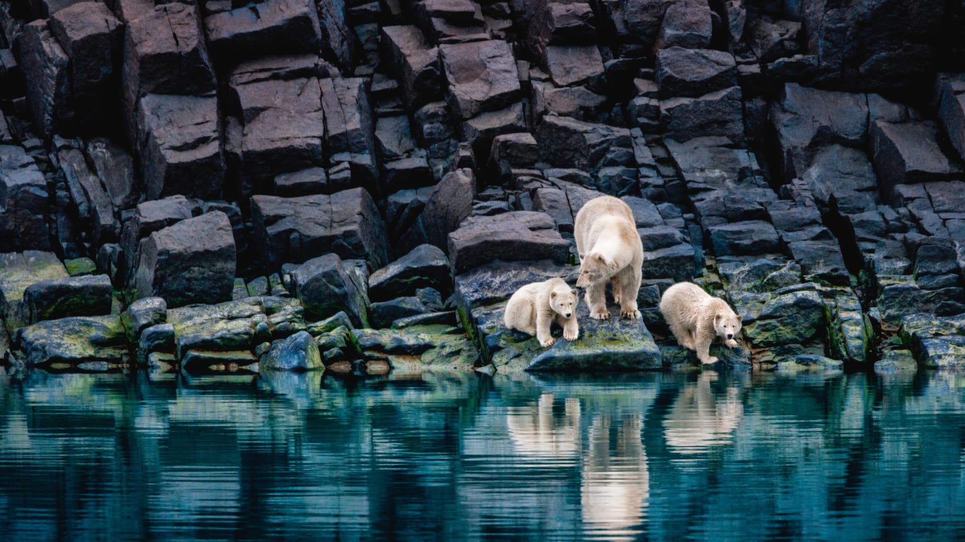 Paul Nicklen