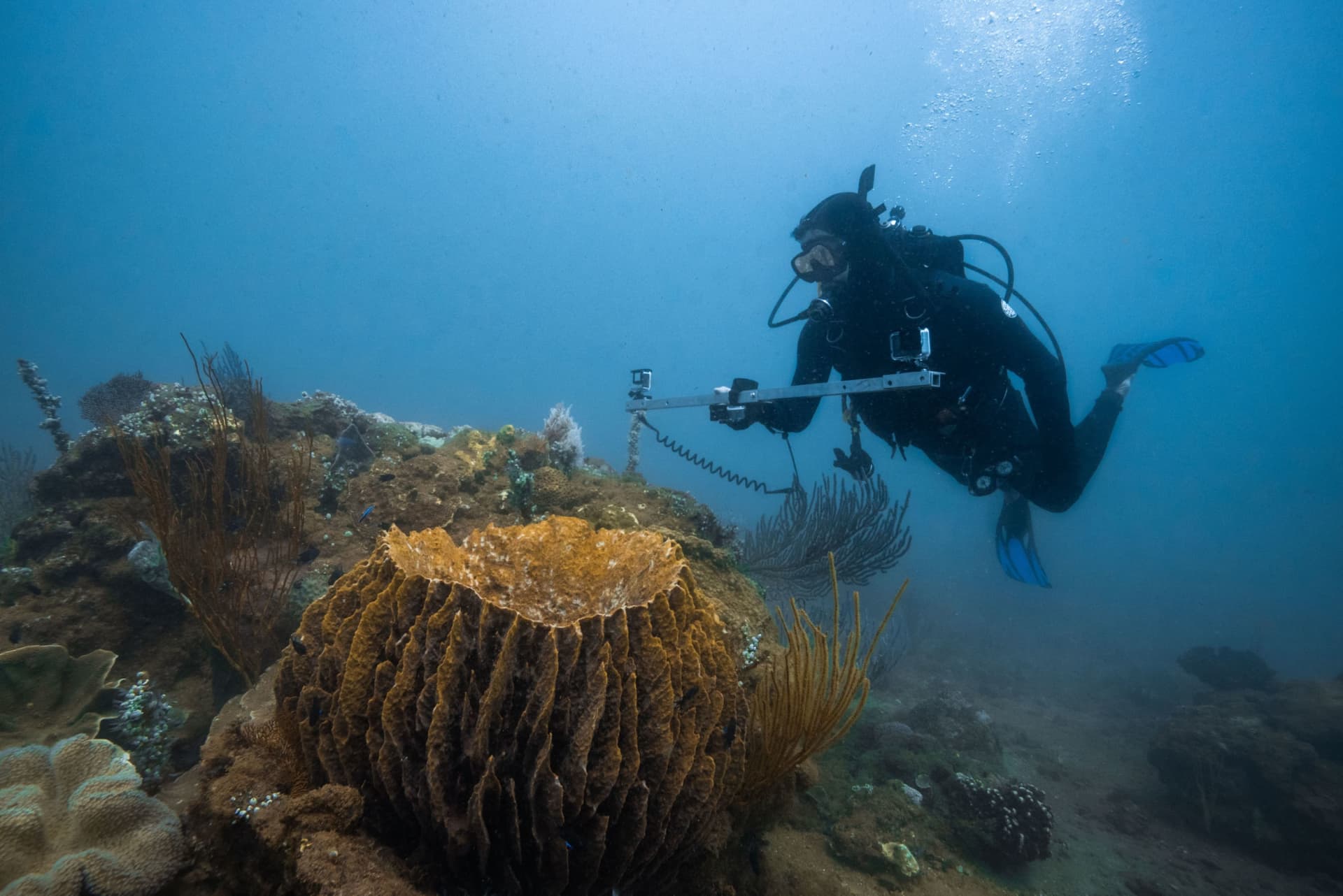 エクスマウス湾 ホープ・スポット