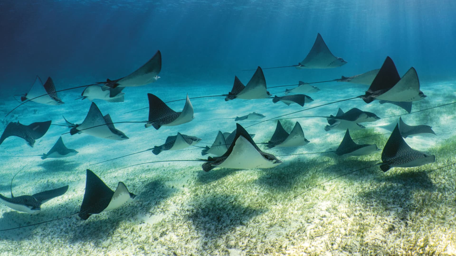 Rays