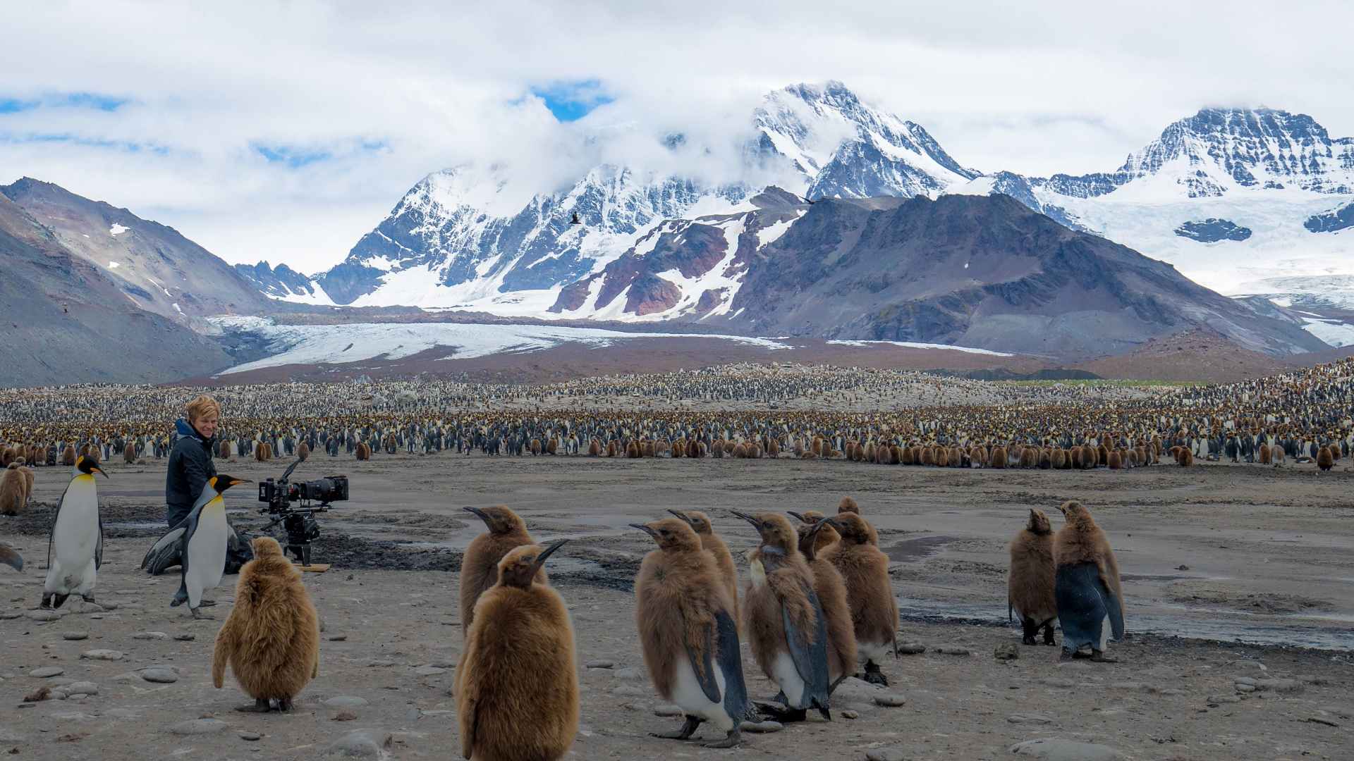 Bertie Gregory captures penguins on film